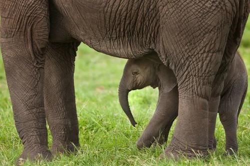 动物图腾：斑马，探索与回归，知晓一切的勇气