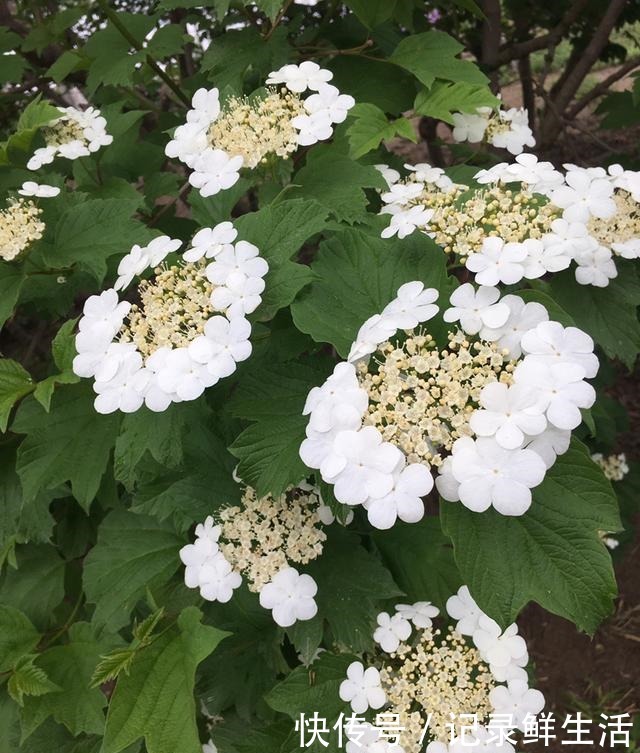 中国特有的琼花,隋炀帝的最爱,开花简直美翻了!