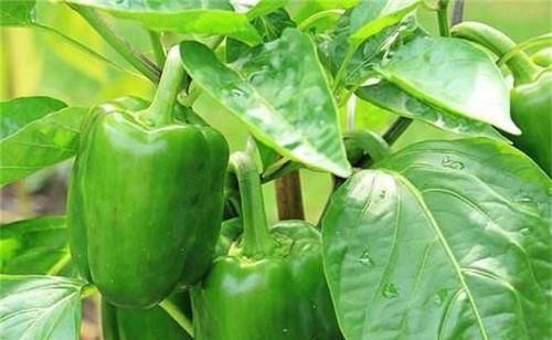 黑米|人到中年，要多吃以下食物，营养丰富，滋补身体，早吃早好！