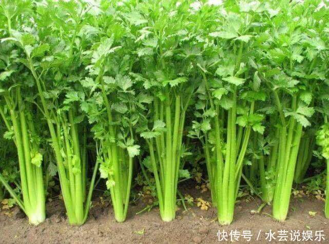 食物|夏天来了,多吃三种食物,能增加身体素质,镇静强心、抗衰老