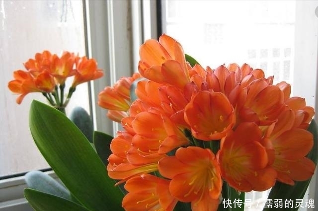 板结|马路上捡点它,回去撒盆里,土壤不板结,君子兰不夹箭