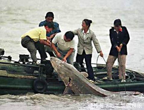 野生|洪水中大量鲟鱼靠岸,各地频繁有人钓获,是中华鲟吗?