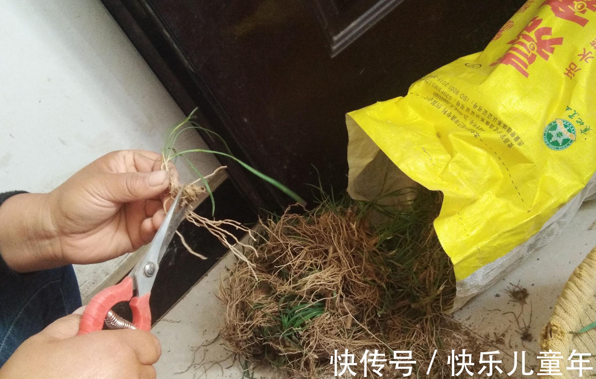 栽种|5步教你盆栽韭菜,根根粗壮“像小葱”,过年割了,包饺子