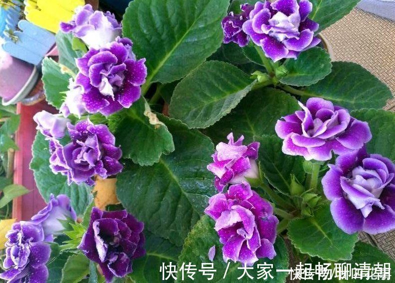 5种花,冬天再干燥也不能“喷水”,不注意黄叶黑斑、烂花苞