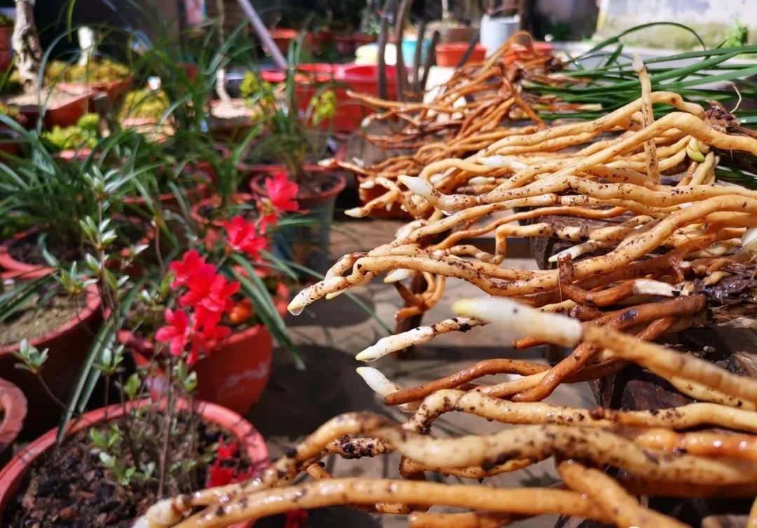 野生|家养兰花常发病,为什么野外的兰花病害少?兰友一语道破玄机