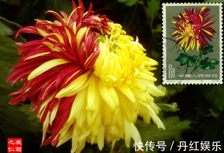 喜欢菊花，不如养盆“菊中珍品”火炼真金，花似鸳鸯，娇艳欲滴！