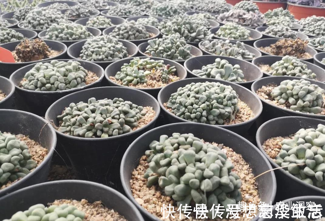 农村80后姑娘舍弃万元月薪,回老家大棚种这东西,没想到还很赚钱