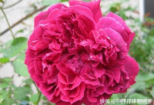 25个拥有中国血统的波旁月季。花朵超大个个丰花,还能爬藤做花墙