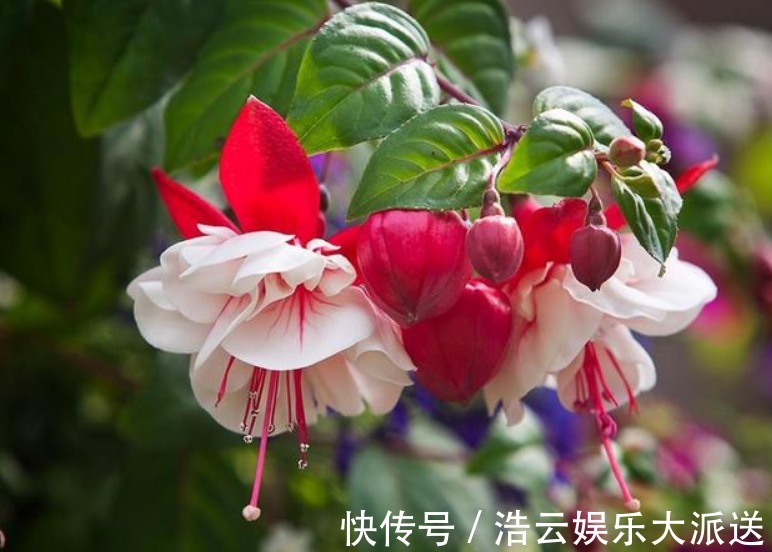 枝条|“这种花”养家里,开花特别多,花期长又漂亮,美过杜鹃、茶花