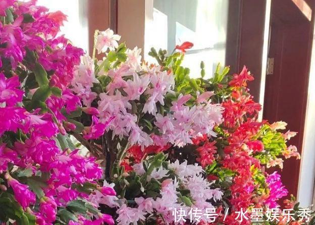 养蟹爪兰,这么浇水不仅不会死,反而开花越来越多