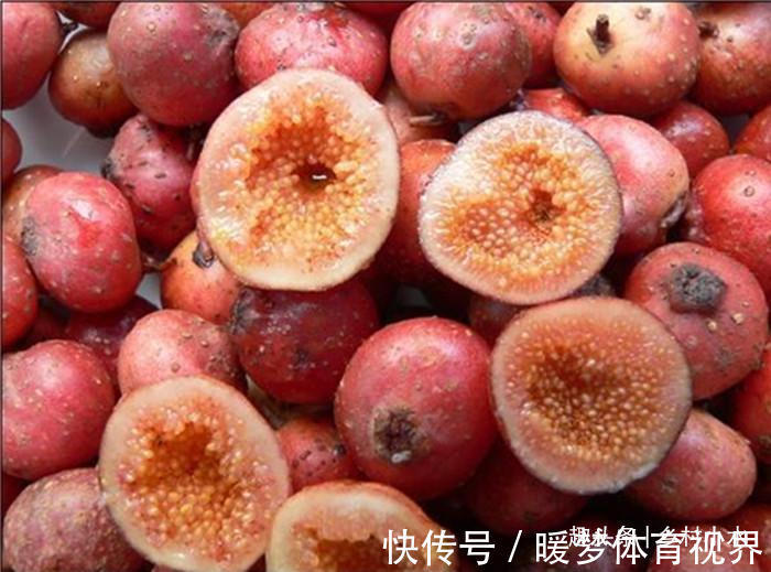 羊奶果|农村山上野生水果,有钱也很难买到,你吃过哪几种?