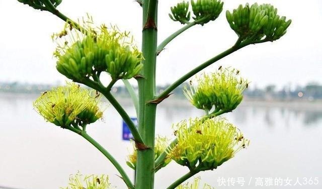 50种植物花语，不要再傻傻送错花了