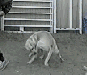 |搞笑动图:看你这么热情,本猫神就跟你握个手吧!