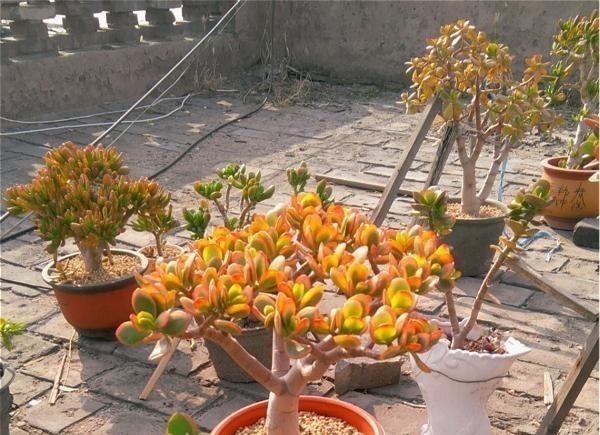 多肉中的“老寿星”,越老越值钱,养成大树可镇宅可传家!