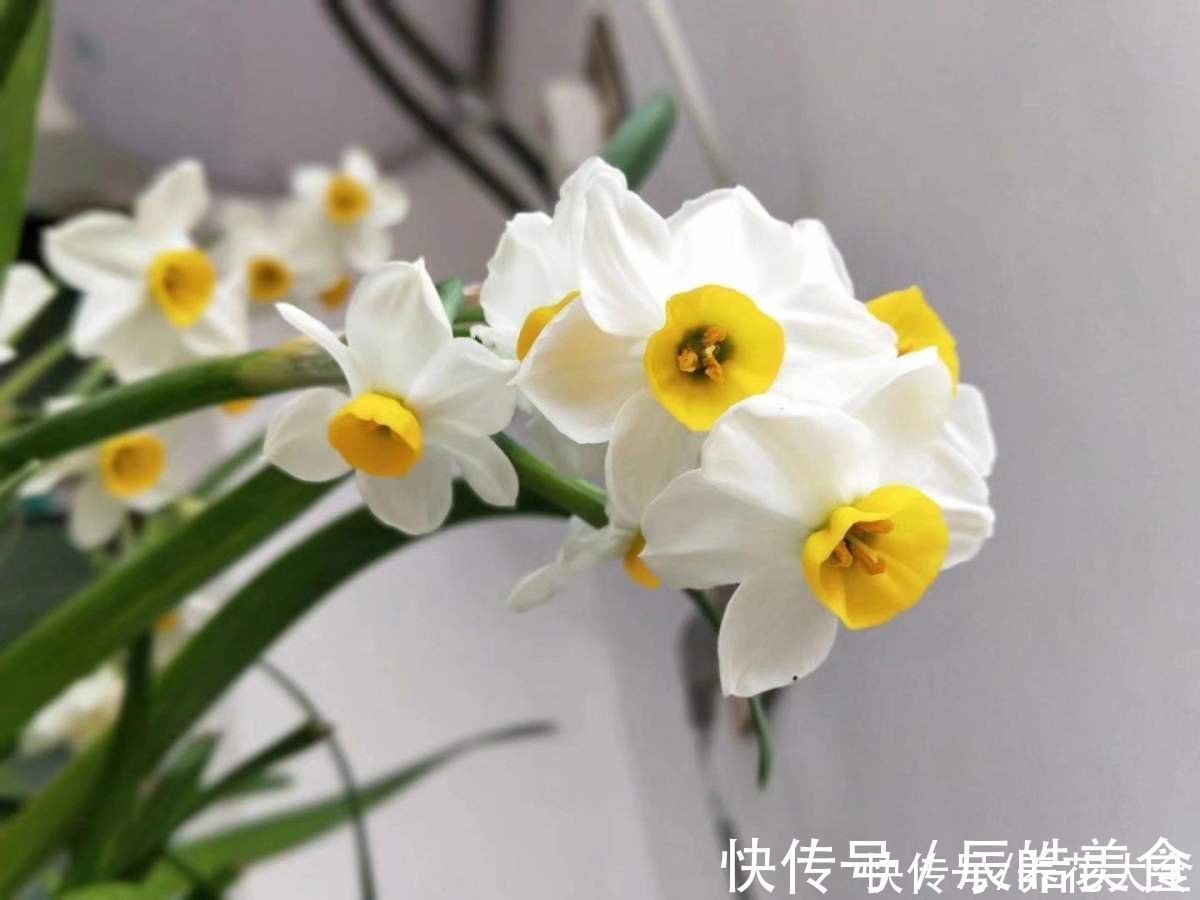 冬天|4种“一次性”花卉,开完就赶紧扔掉,浪费精力也不再开花