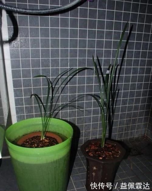 植料|兰花总是不长新根，发出来的小苗也不长，怎么办？