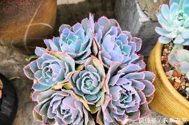如何让多肉变美看看我是如何宠它们的!如何让多肉变美看看我是如何宠它们的!