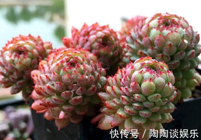 夏天|6种多肉，夏天要多操心，不然再美，也得“度夏死”