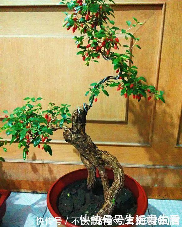 阳台上|还在苦苦养花吗?今年都流行种果树了,开完花就结果,味甜真不错