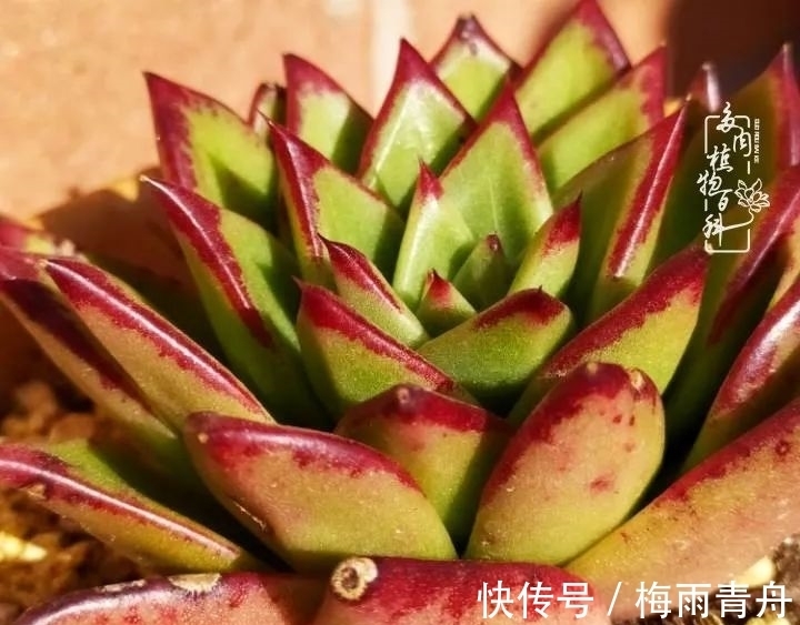 爱上多肉:何须浅碧轻红,自是花中一流!