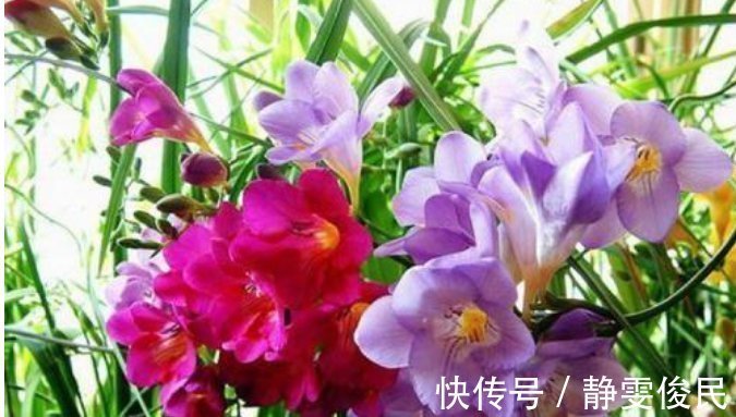 月季|最受欢迎的4种花,被称为“开花机器”,花朵迷人,阵阵花香