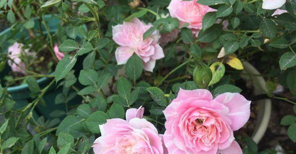 喜欢菊花，不如养盆“花中精品”幸福之门，似美人起舞，艳丽清雅