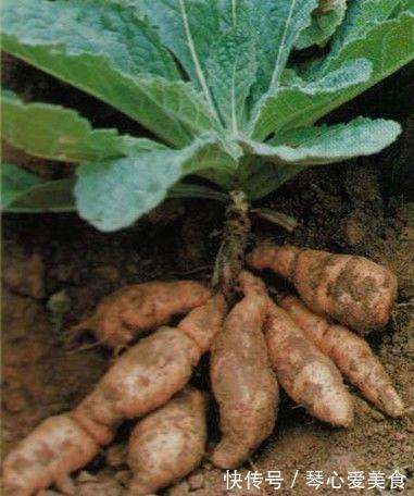 饲料|以下三种野草,以前都被当做饲料,如今城里都买不到