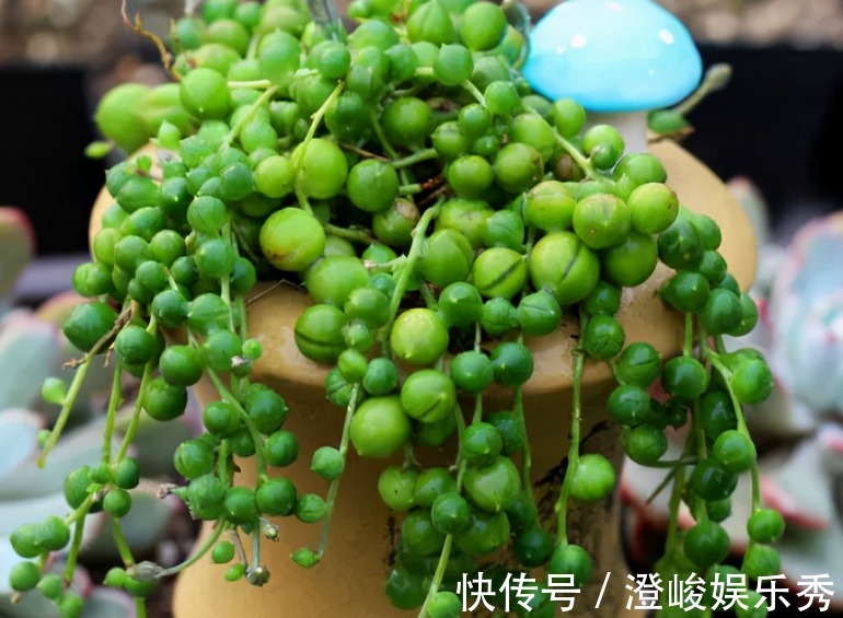 养多肉佛珠秋季满足这4点,叶片圆润,长成“瀑布”,独具魅力