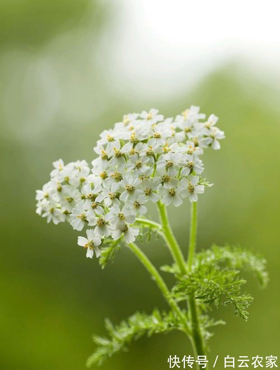一花一世界，一叶一菩提——奇花异草蓍草，赏花旅游花语生日花