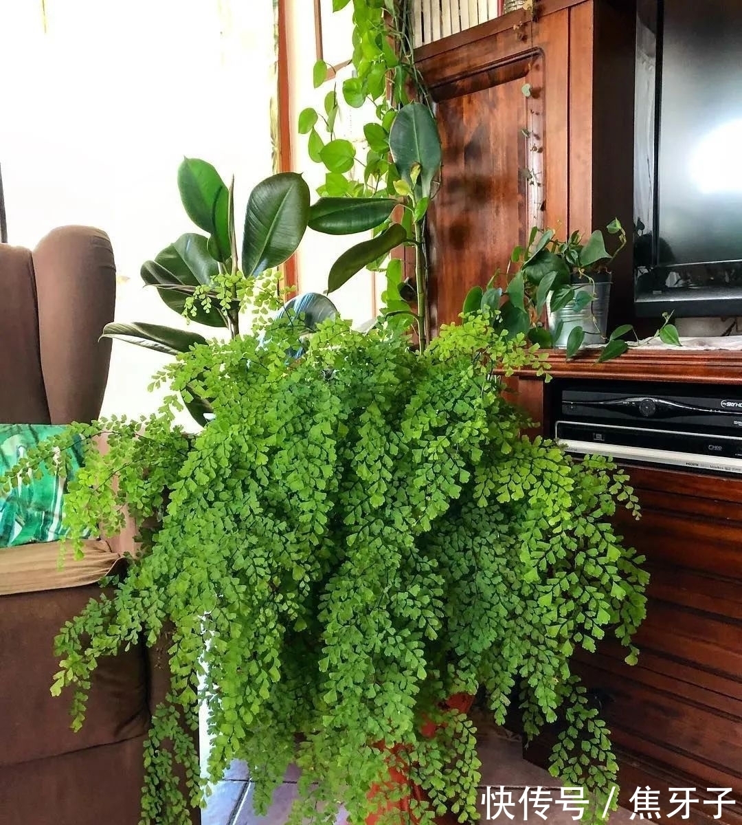 观赏蕨类植物叶子发黄的6大原因，黄叶的症状和解决方法