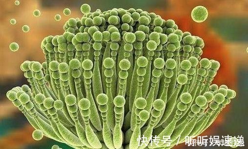 黄曲霉毒素|藏在卫生间里这个东西,可能滋生黄曲霉毒素,家里有最好处理!