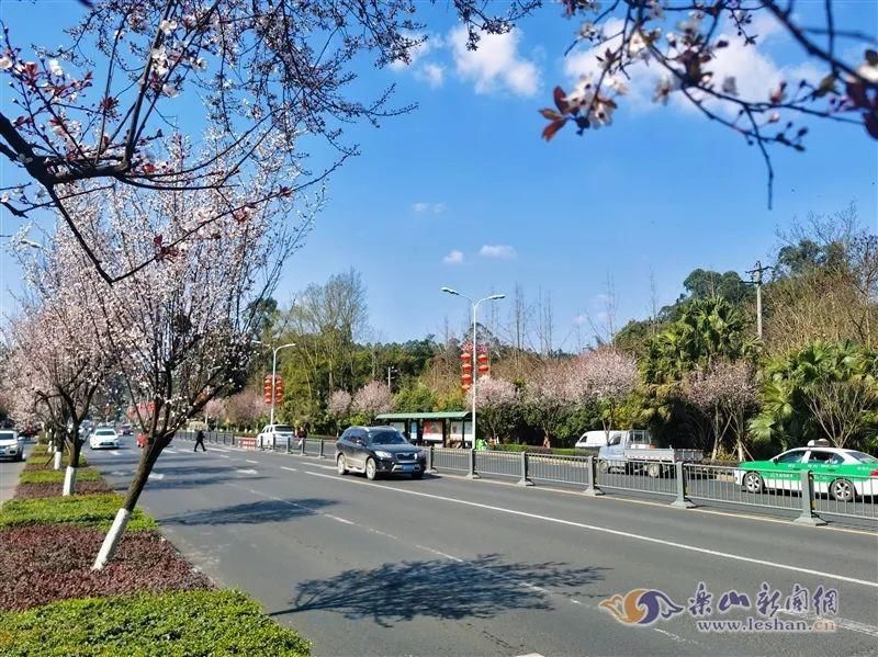 中年|春暖花开！乐山这些街道的紫叶李盛放啦