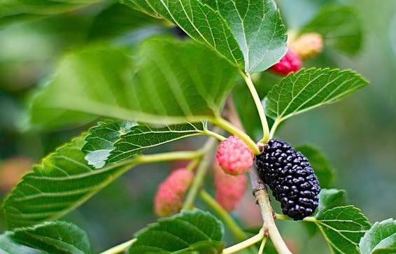 汇总|每天学一味中药汇总高血压、糖尿病、心脏病，中医都有什么药