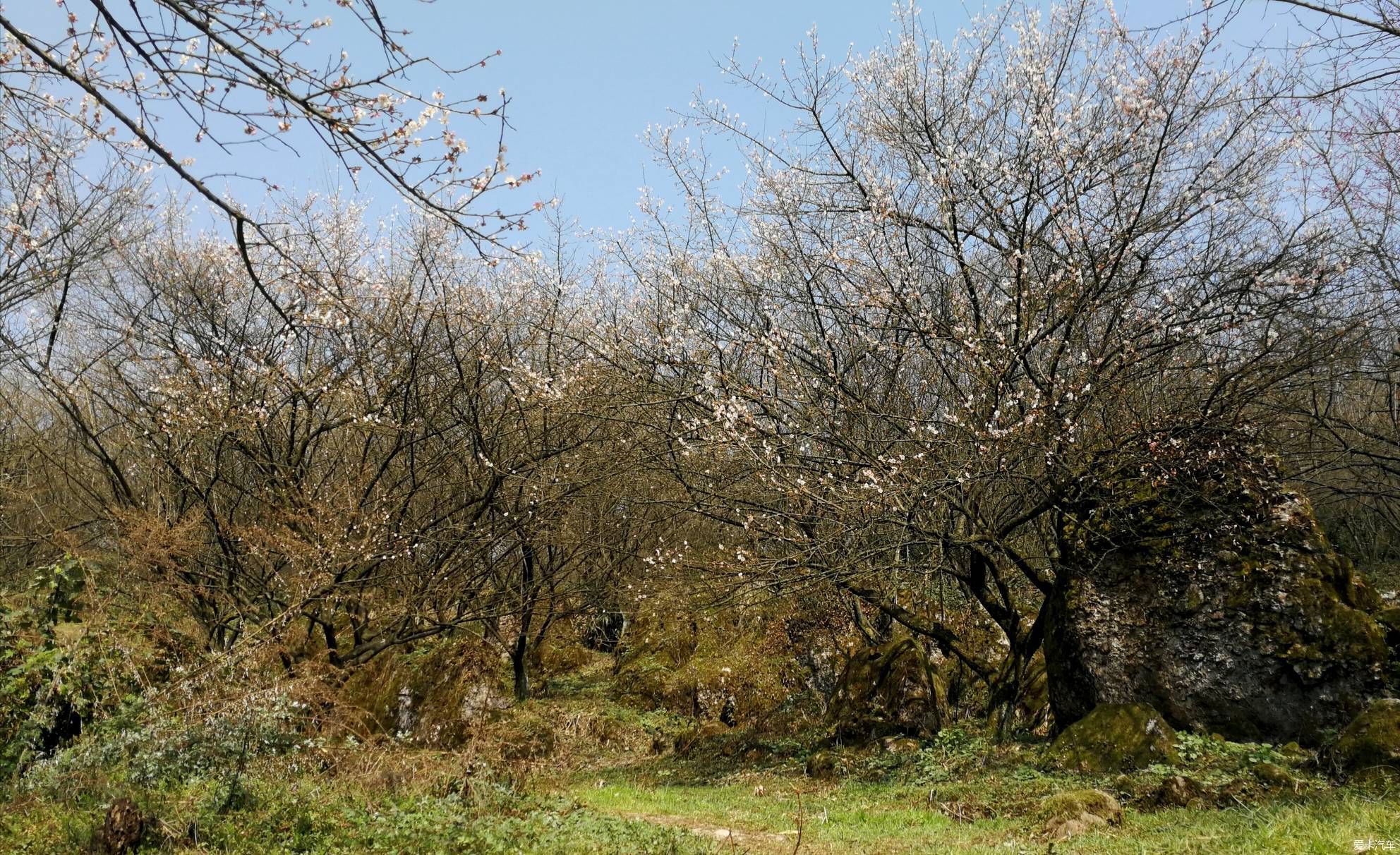 重游大坪山