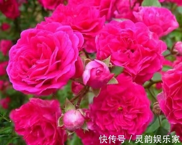 红木香|懂花人都养“这种花”,花香四溢、花朵稠密,被誉为花中极品