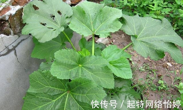 食用价值|一年采收7次，古代被称为“百菜之主”，如今沦为野菜少有人吃