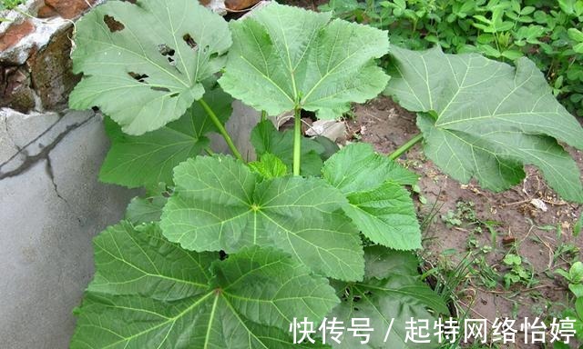 食用价值|一年采收7次,古代被称为“百菜之主”,如今沦为野菜少有人吃