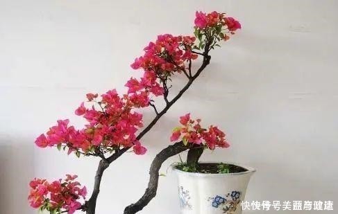 紫藤|4种花养成老桩,价格能翻好几倍,开花也更多!