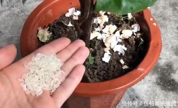 花盆里的花可以用化肥吗