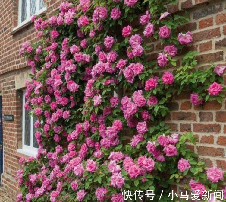 4种花养家里，开花不断，花朵多又艳，直接变成“小花园”