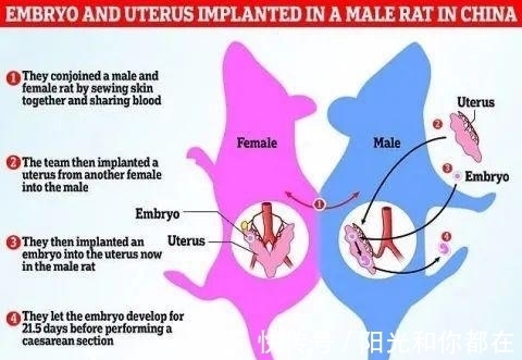 怀孕|公鼠成功怀孕生崽，男人生孩子还远吗？