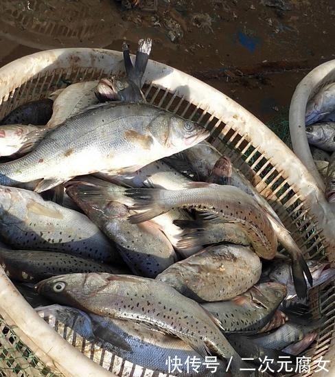 行家|以后去市场买这5种鱼,连鱼铺老板都会夸你是行家