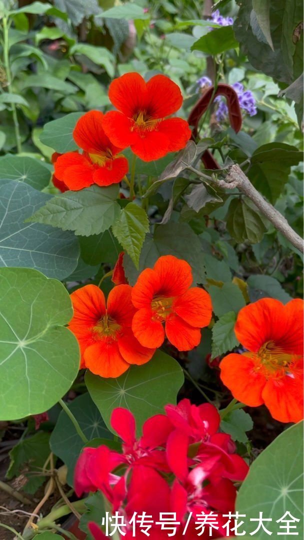 家里养5种爬藤花，半年就能爬满墙，看着超治愈