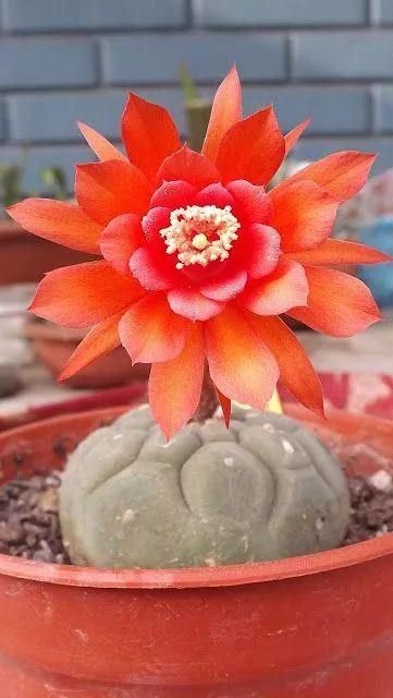  娇艳|石生花，绝美娇艳！