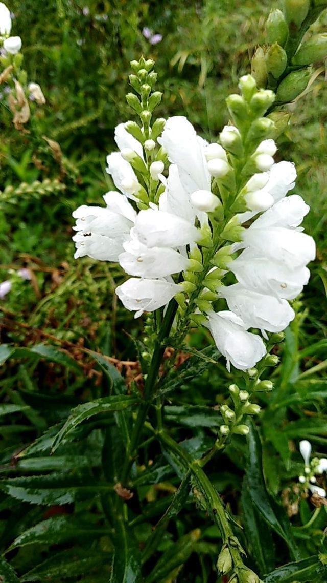 鼠尾草鼠尾草|这花名字太难听,我实在叫不出口,到底谁起的