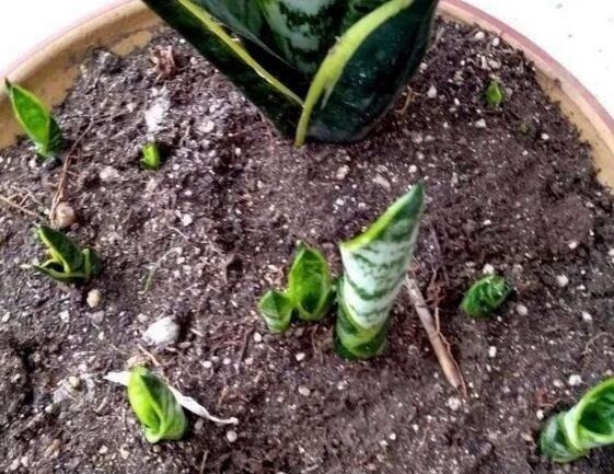 虎皮兰喜欢吃“白色”小颗粒，30天喂一次，新芽挤破盆