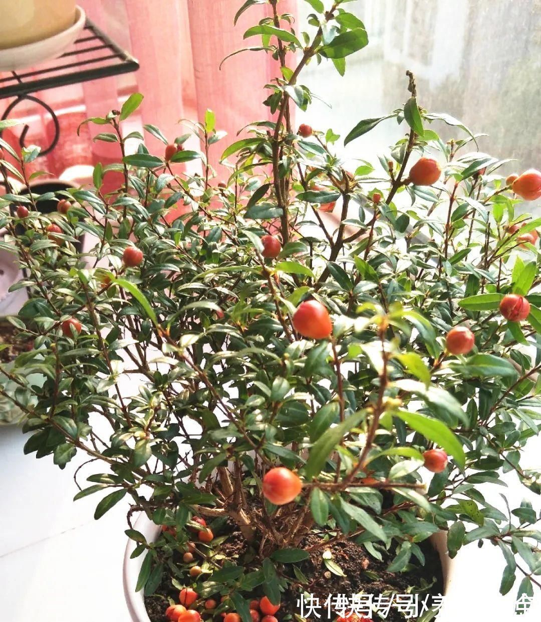 果子|家里养盆“招财花”,一年四季开红花结红果,“招财旺运”又红火