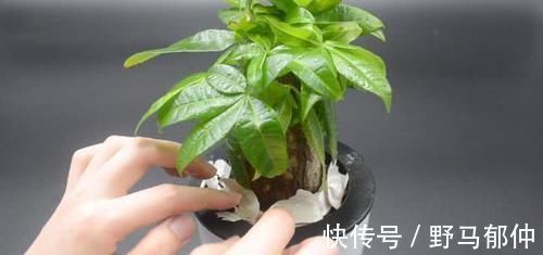 不管多难养的花，浇水时加点它，不黄叶还不烂根，比花肥还好用