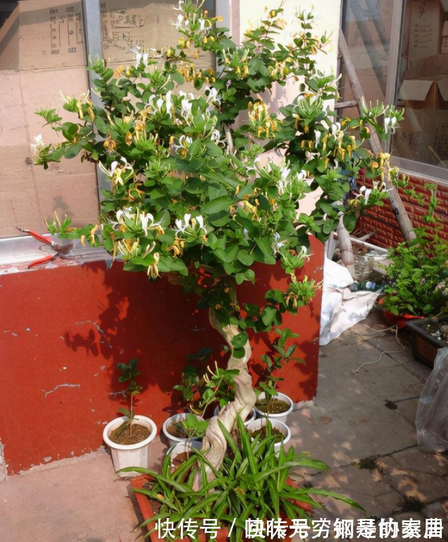 “漂亮花”,养人又养心,好看又好吃,是老中医的最爱