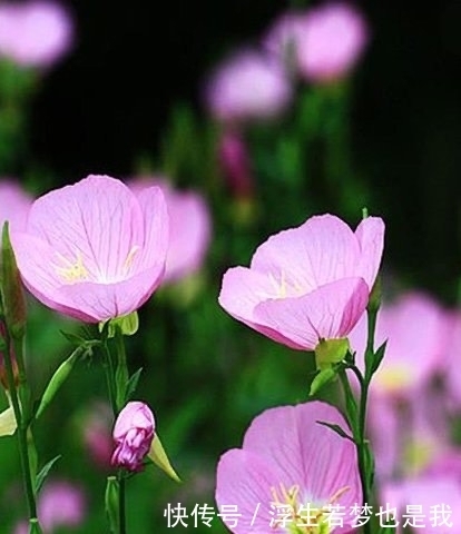 牵牛花|有院子可养“4种”皮实耐热的花,自播能力强,开成一片浪漫花海